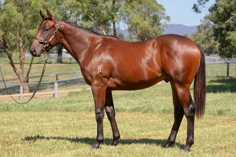Yes Yes Yes (AUS) / Secret Copy (AUS) 2023 Colt - Image 1