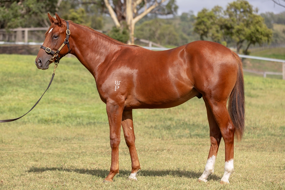 King's Legacy (AUS) / Sharpest (AUS) 2023 Colt - Image 1