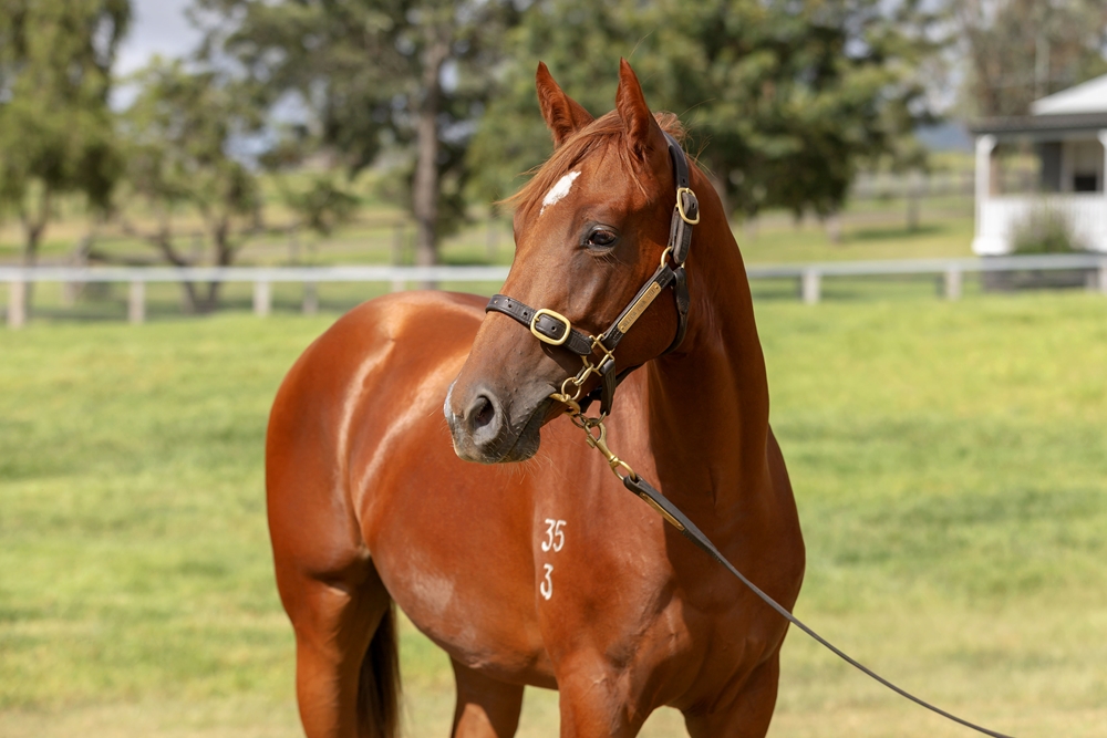 King's Legacy (AUS) / Sharpest (AUS) 2023 Colt - Image 2