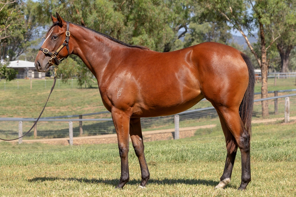 Microphone (AUS) / Shesees Everything (AUS) 2023 Filly - Image 1