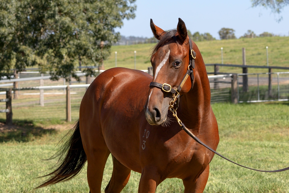Microphone (AUS) / Shesees Everything (AUS) 2023 Filly - Image 2