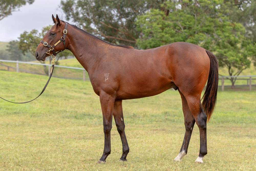 All Too Hard (AUS) / Faith and Love (AUS) 2023 Colt - Image 1