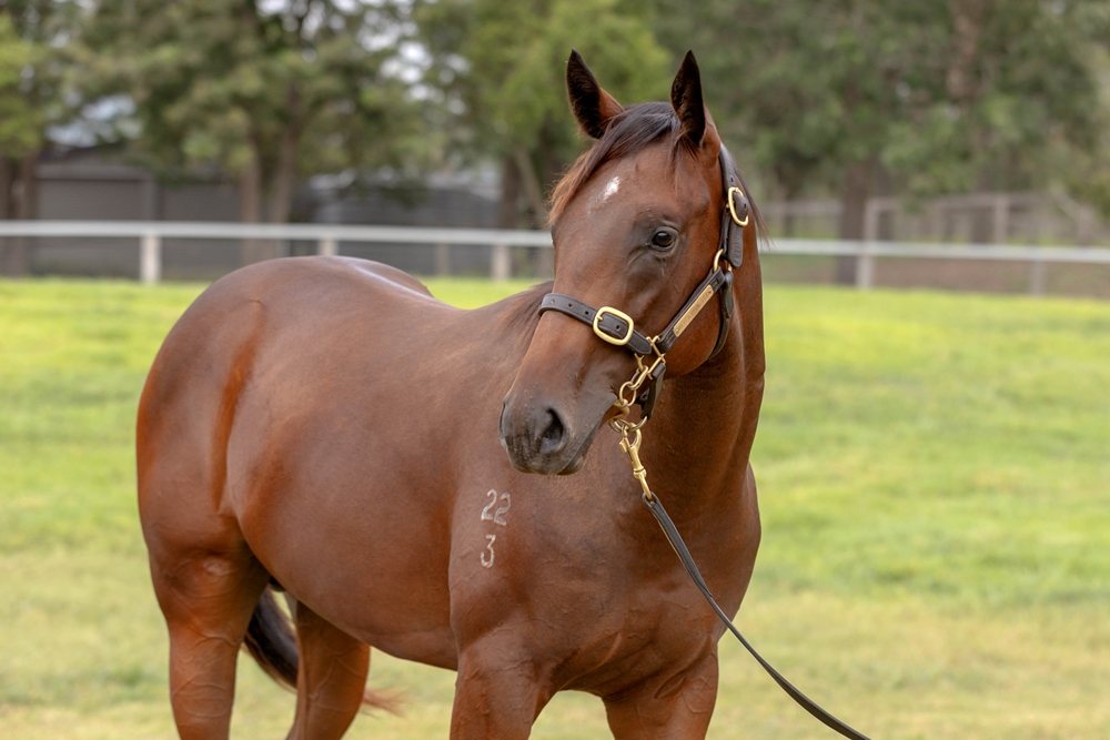All Too Hard (AUS) / Faith and Love (AUS) 2023 Colt - Image 2
