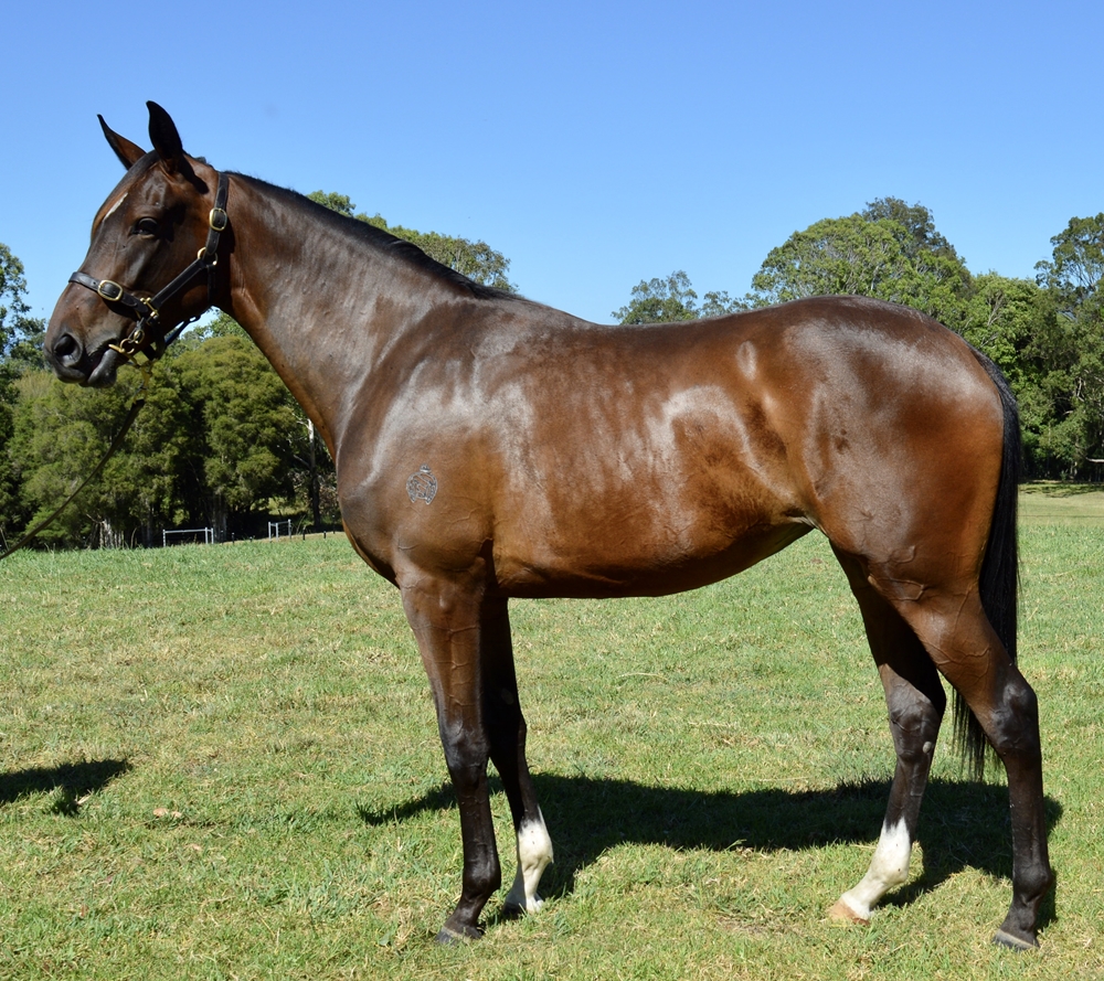 So You Think (NZ) / Minjee (AUS) 2023 Filly - Image 1