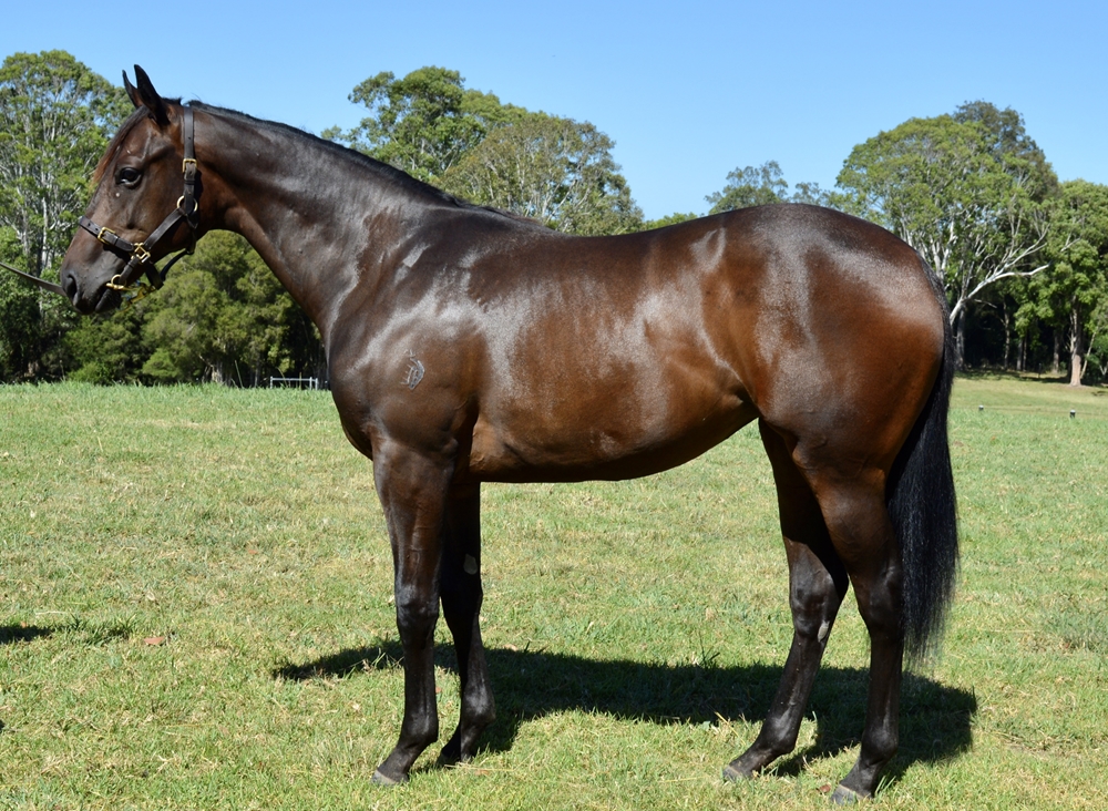 Wild Ruler (AUS) / Ocean's Thirteen (NZ) 2023 Filly - Image 1