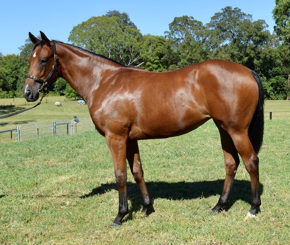 Captivant (AUS) / Soosa Rama (AUS) 2023 Filly - Image 1