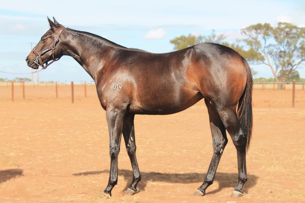 Harry Angel (IRE) / Andiamo (USA) 2023 Filly - Image 1