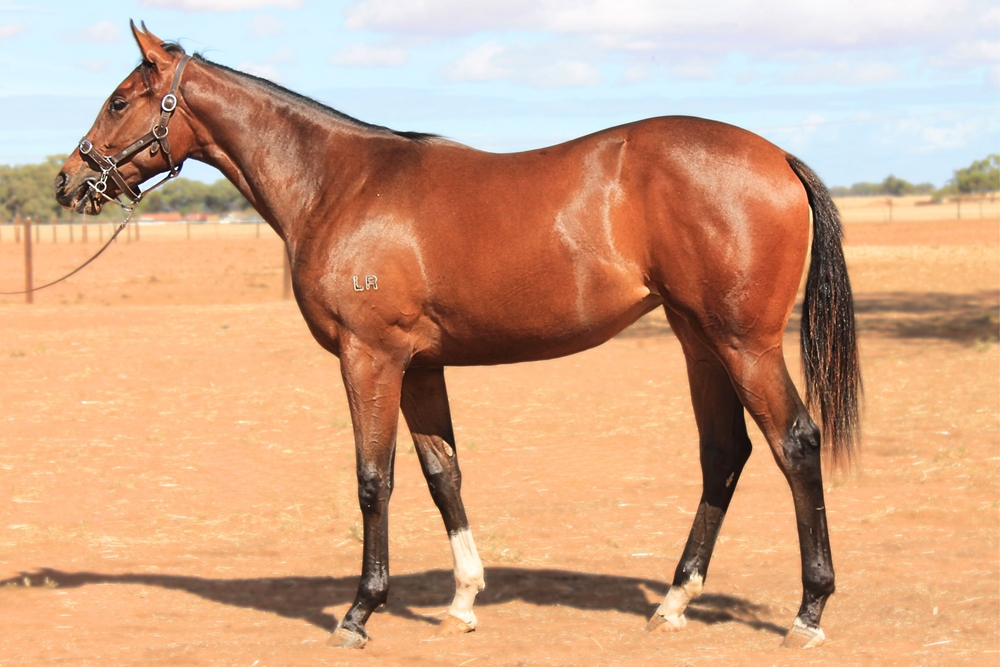 Fierce Impact (JPN) / Geneva Mist (NZ) 2023 Filly - Image 1