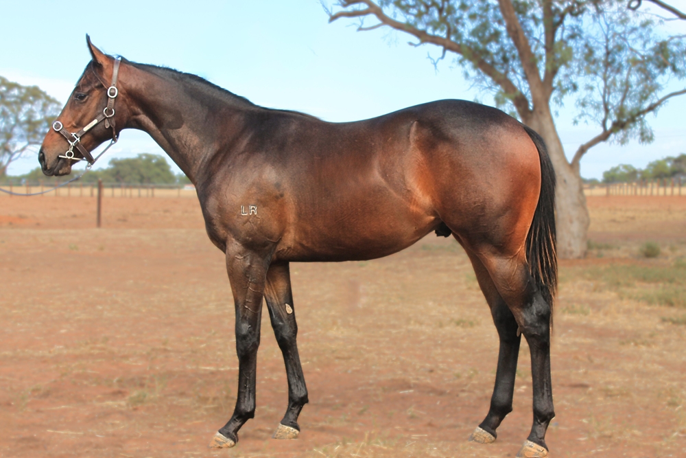 Valentia (AUS) / Lion Dance (AUS) 2023 Colt - Image 1