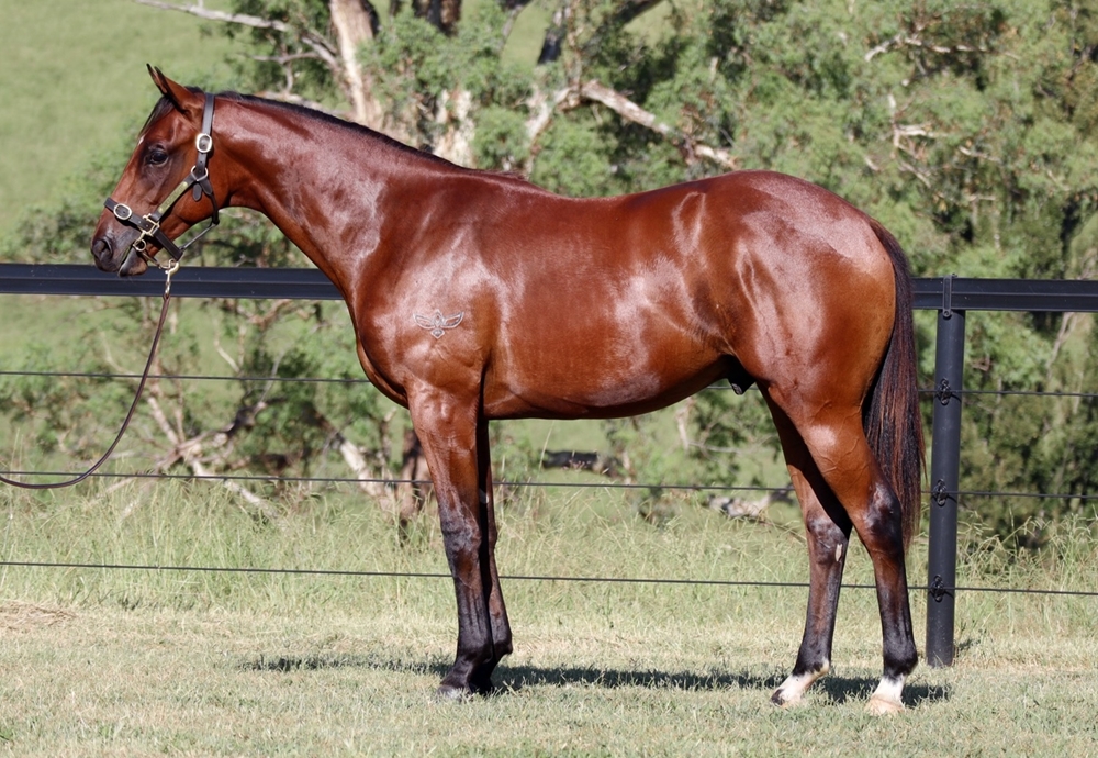 Microphone (AUS) / Go Charlie Go (AUS) 2023 Colt - Image 1