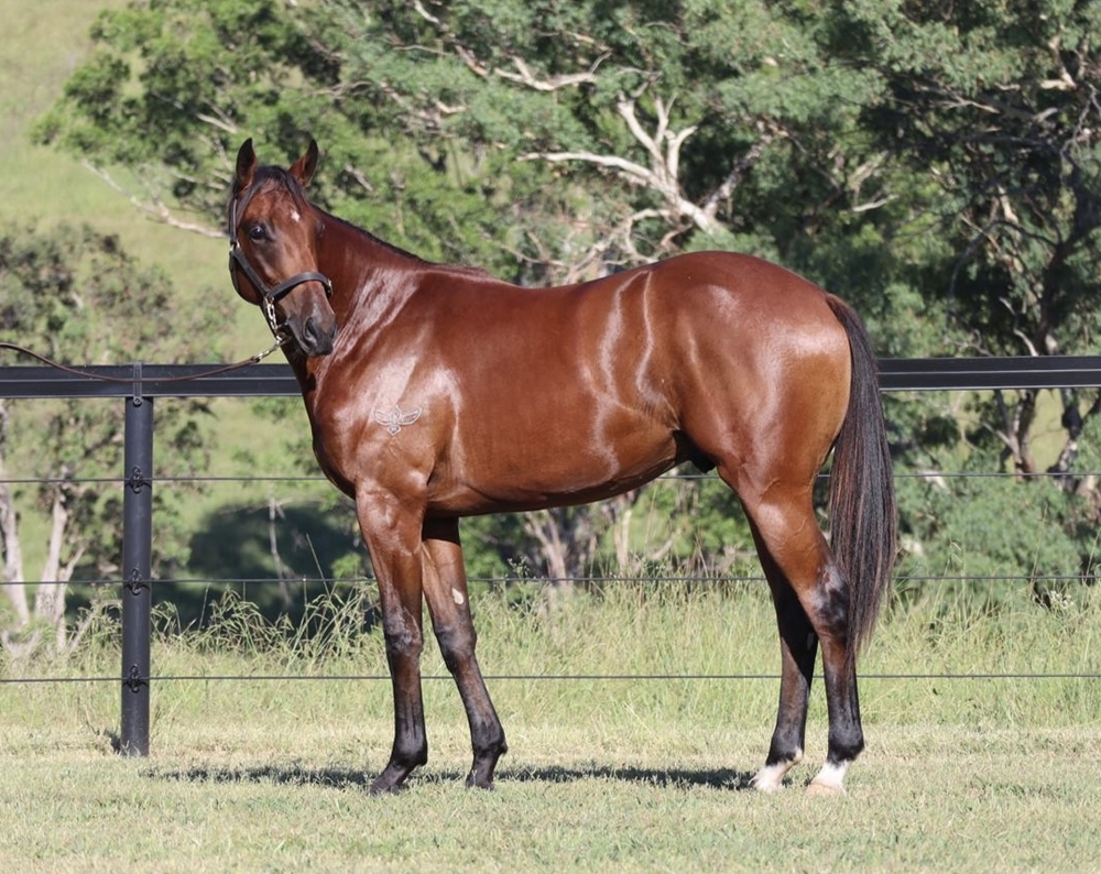 Microphone (AUS) / Go Charlie Go (AUS) 2023 Colt - Image 2