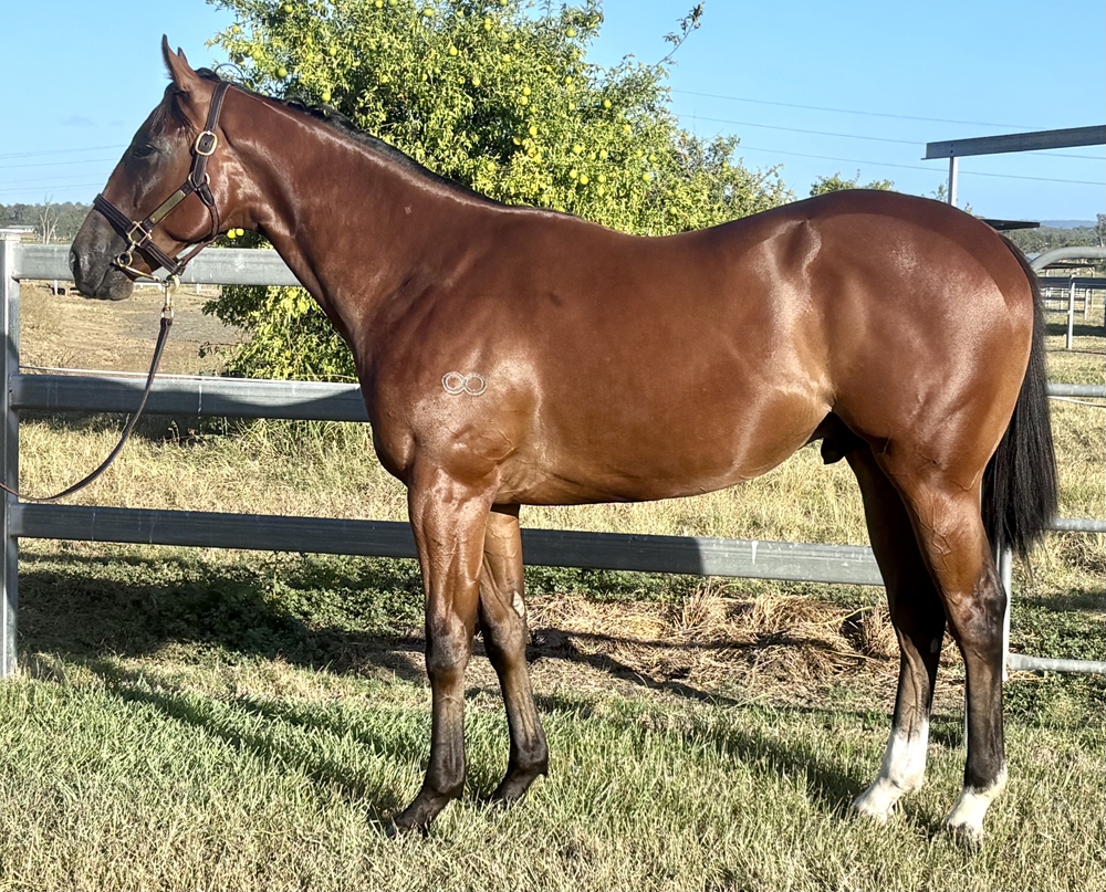 Russian Revolution (AUS) / Monistique (AUS) 2023 Colt - Image 1