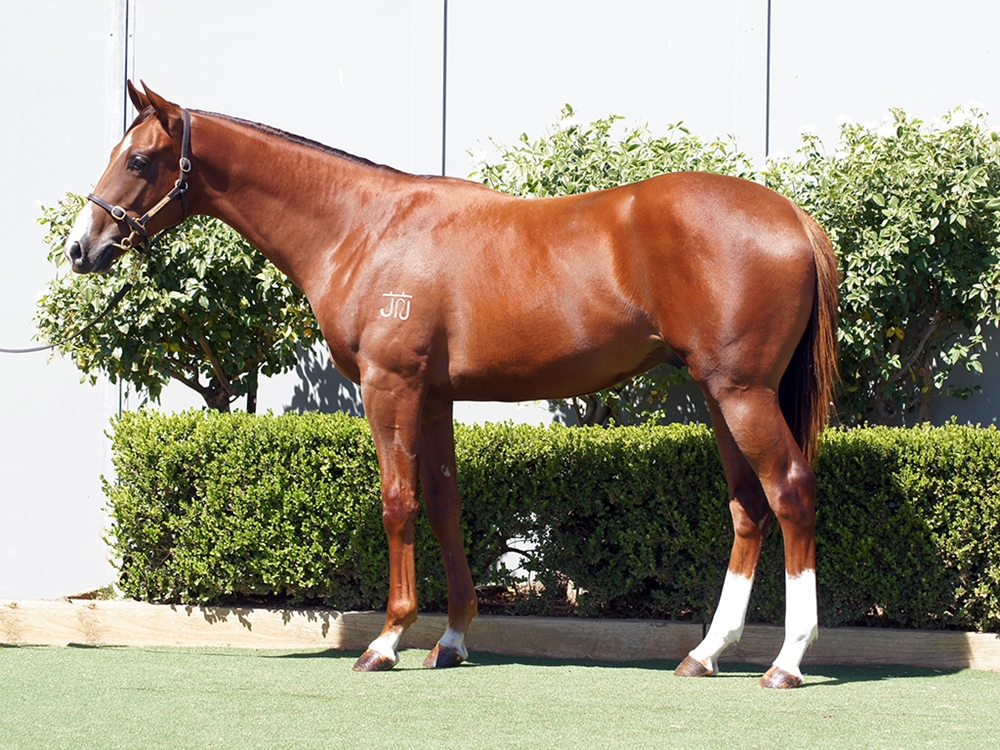 Harry Angel (IRE) / Resplendence (AUS) 2023 Colt - Image 1
