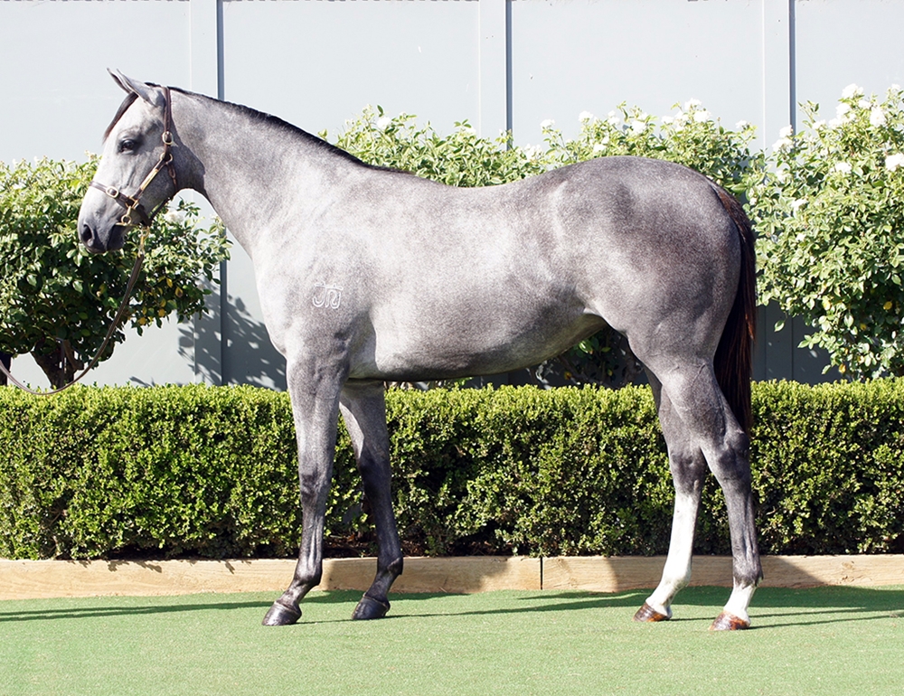 D'Argento (AUS) / She's a Storm (AUS) 2023 Filly - Image 1