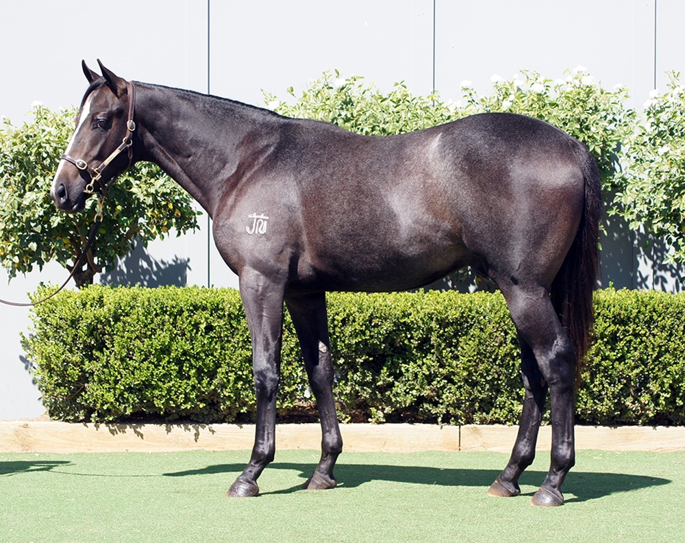 Frosted (USA) / Visions (AUS) 2023 Colt - Image 1