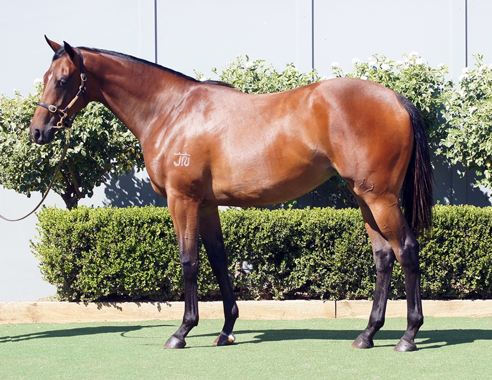 D'Argento (AUS) / Where it Began (AUS) 2023 Filly - Image 1