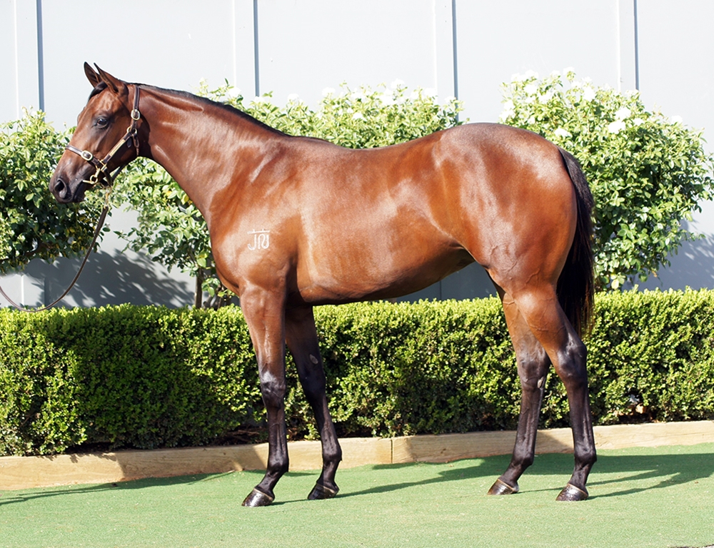 Harry Angel (IRE) / Akiko (AUS) 2023 Filly - Image 1