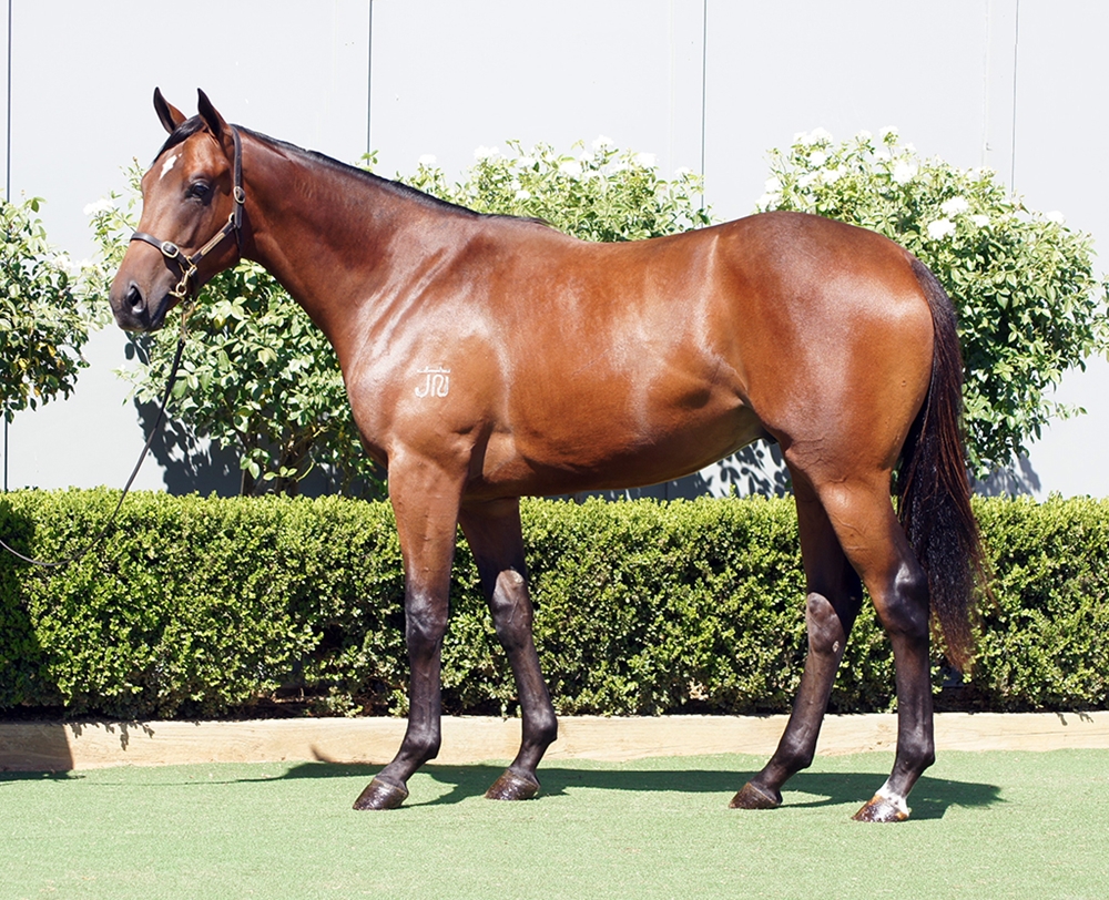 Cool Aza Beel (NZ) / High Tango (AUS) 2023 Colt - Image 1