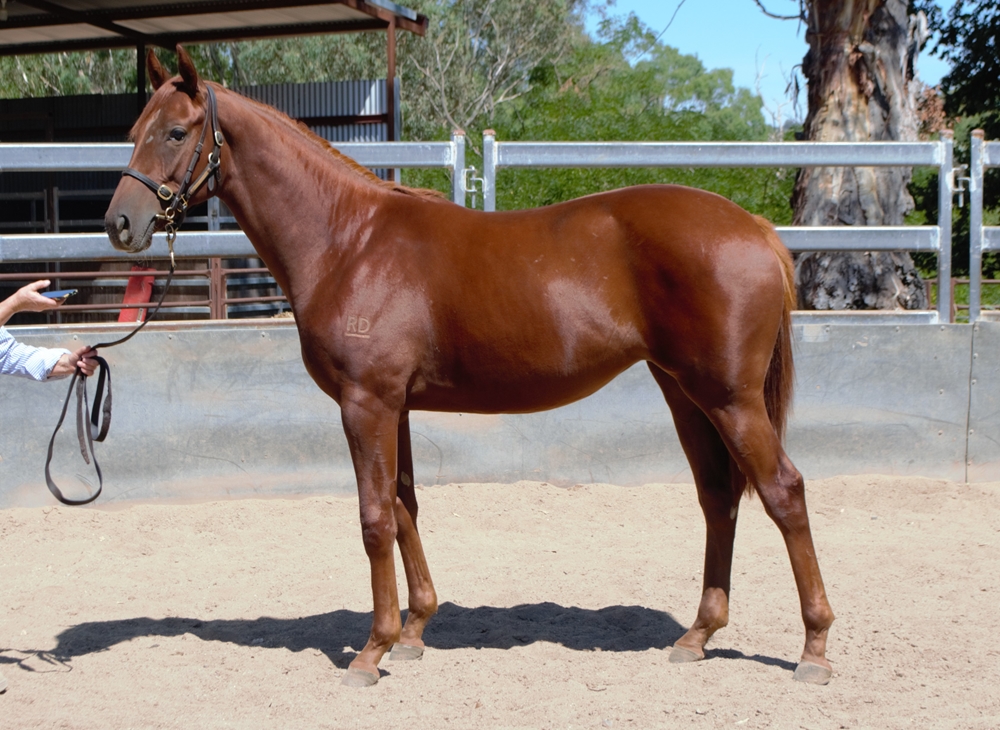 Harry Angel (IRE) / Strum Cha (AUS) 2023 Filly - Image 1