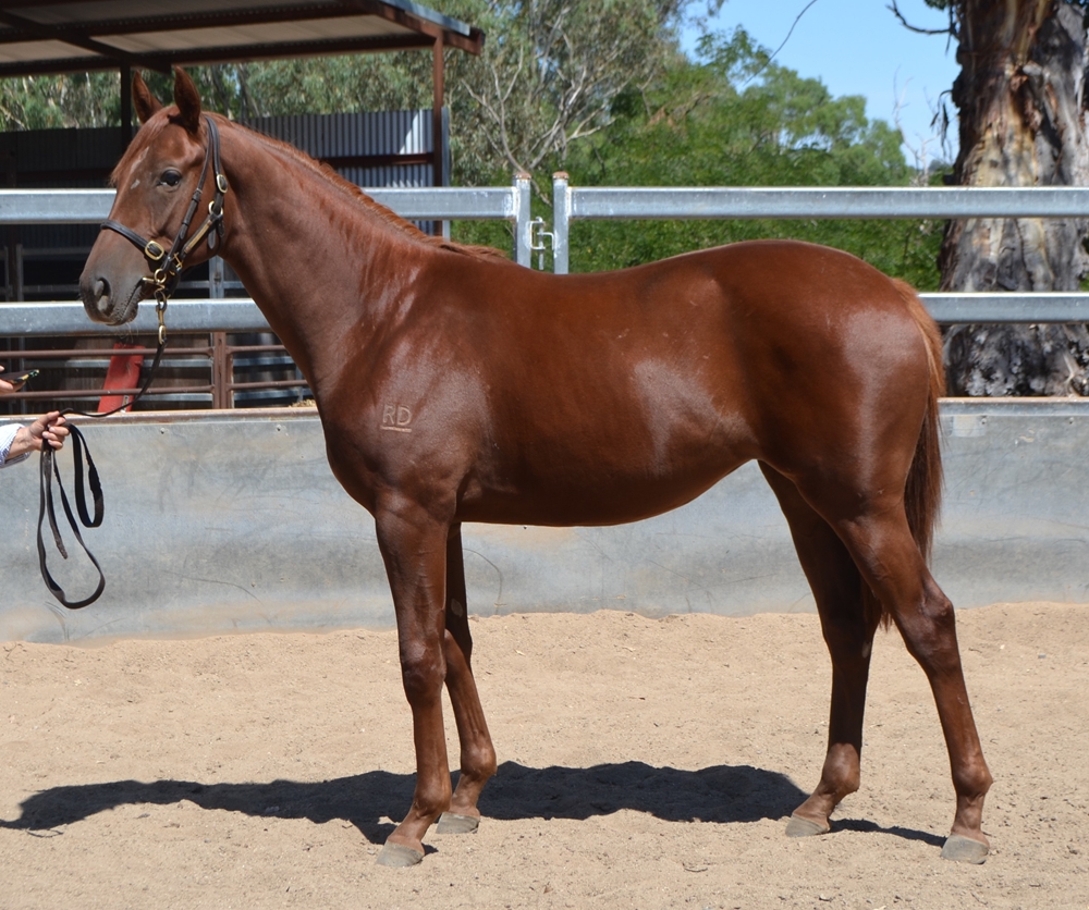 Harry Angel (IRE) / Strum Cha (AUS) 2023 Filly - Image 2