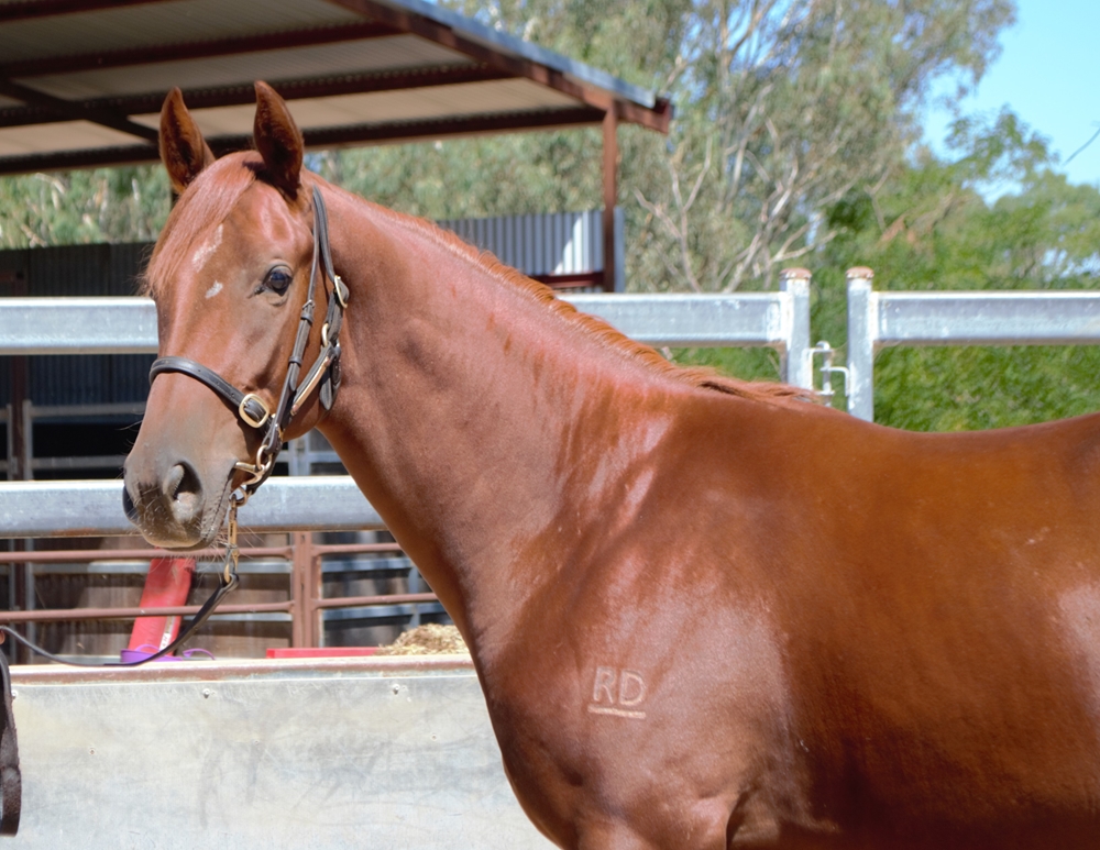 Harry Angel (IRE) / Strum Cha (AUS) 2023 Filly - Image 3