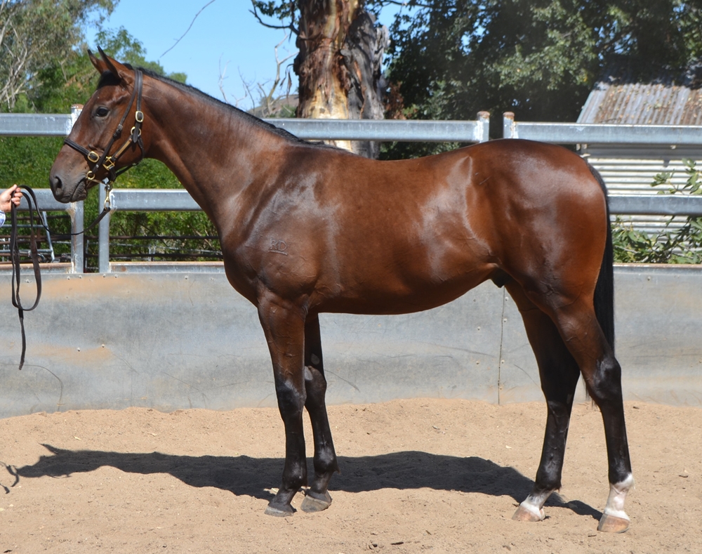 Peltzer (AUS) / Asalwas (AUS) 2023 Colt - Image 1