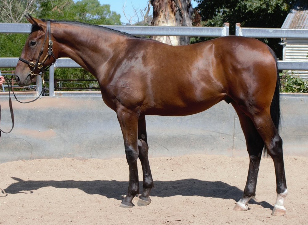 Peltzer (AUS) / Asalwas (AUS) 2023 Colt - Image 2