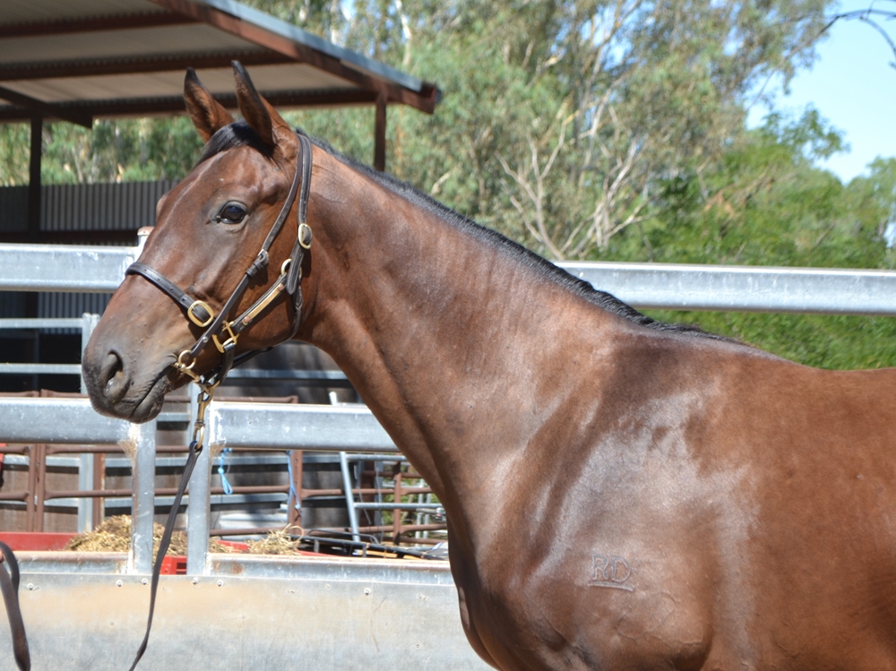 Peltzer (AUS) / Asalwas (AUS) 2023 Colt - Image 3