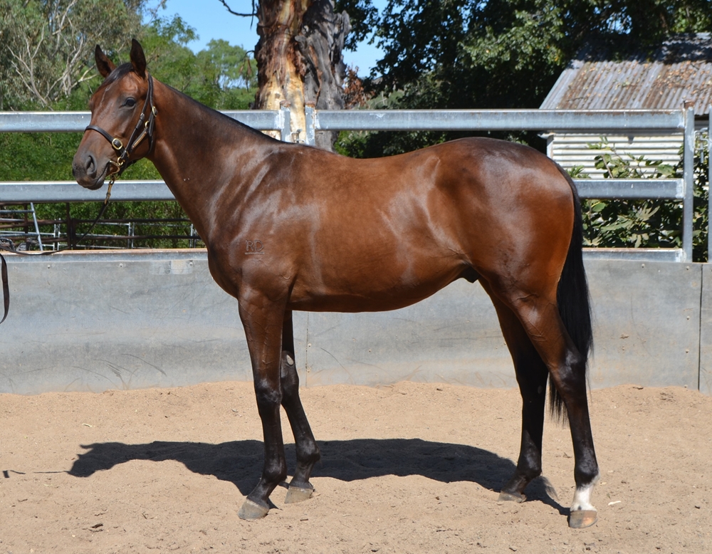 Churchill (IRE) / Bint Cherokee (NZ) 2023 Colt - Image 1