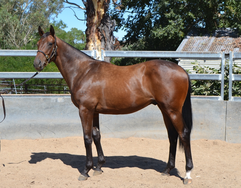 Churchill (IRE) / Bint Cherokee (NZ) 2023 Colt - Image 2
