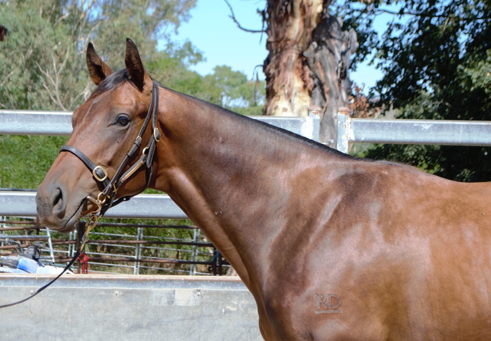 Churchill (IRE) / Bint Cherokee (NZ) 2023 Colt - Image 3