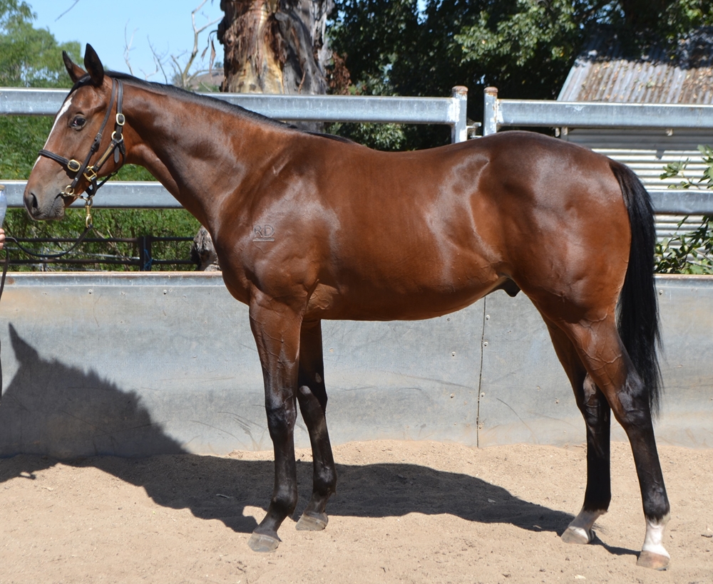 Brutal (NZ) / Esteemed Elegance (NZ) 2023 Colt - Image 1