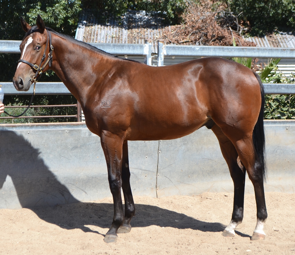Brutal (NZ) / Esteemed Elegance (NZ) 2023 Colt - Image 2