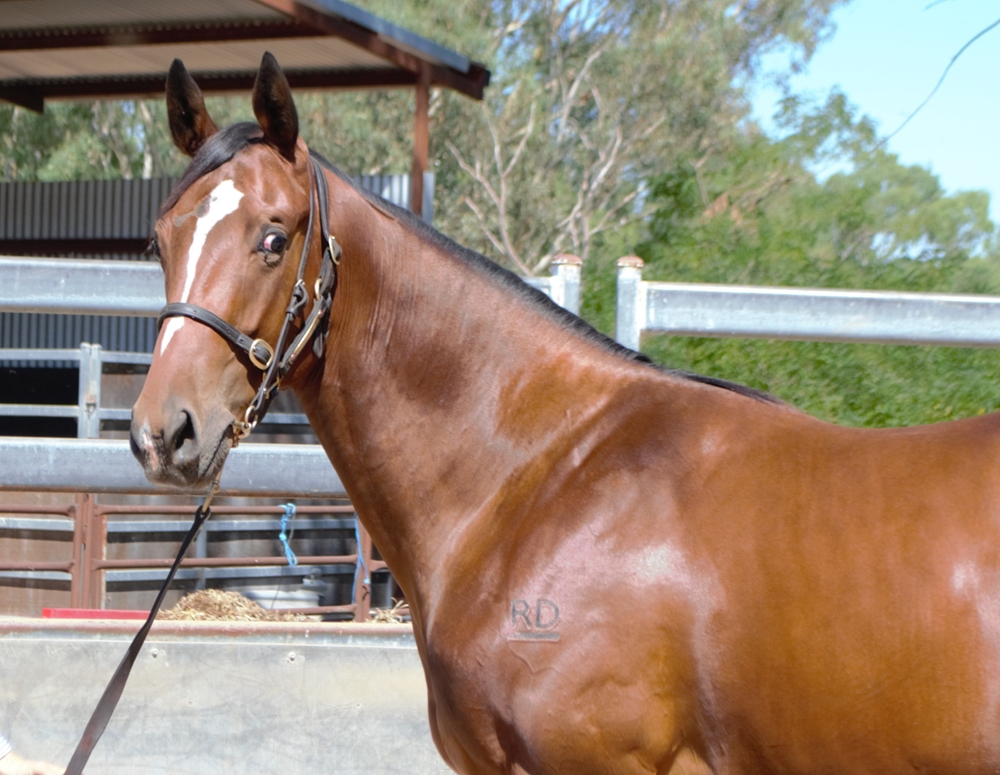 Brutal (NZ) / Esteemed Elegance (NZ) 2023 Colt - Image 3