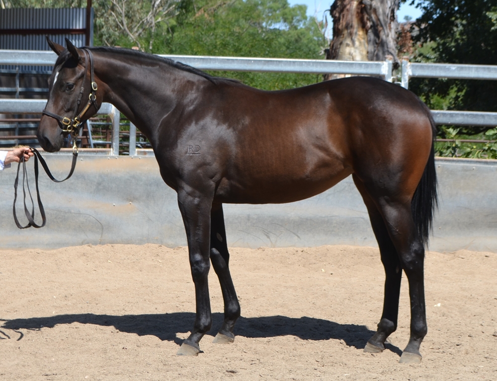 Cool Aza Beel (NZ) / Heartz Ablaze (AUS) 2023 Filly - Image 1