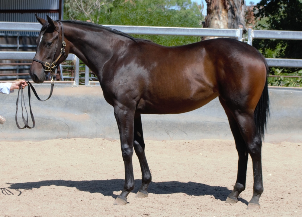 Cool Aza Beel (NZ) / Heartz Ablaze (AUS) 2023 Filly - Image 2