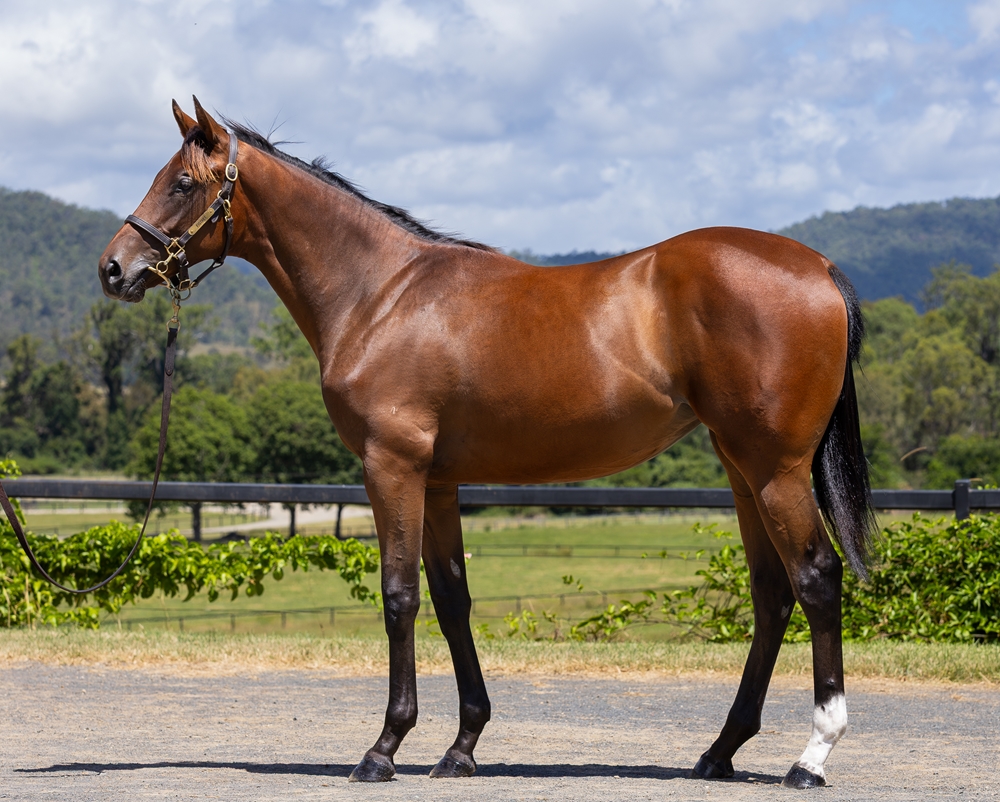 Dubious (AUS) / Protracted (AUS) 2023 Filly - Image 1