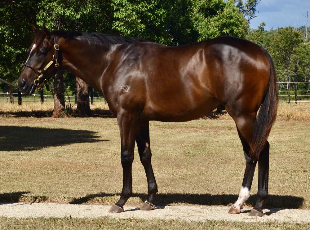 Maurice (JPN) / Vernier (AUS) 2023 Colt - Image 1