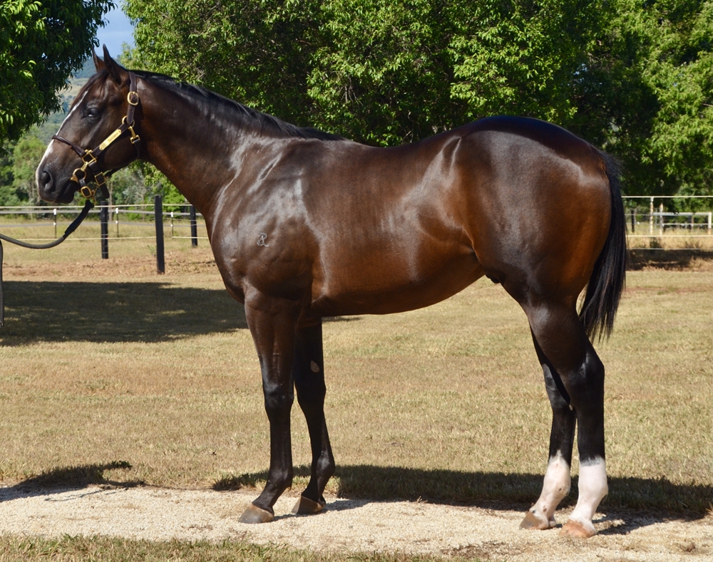 Blue Point (IRE) / White Stilettos (AUS) 2023 Colt - Image 1