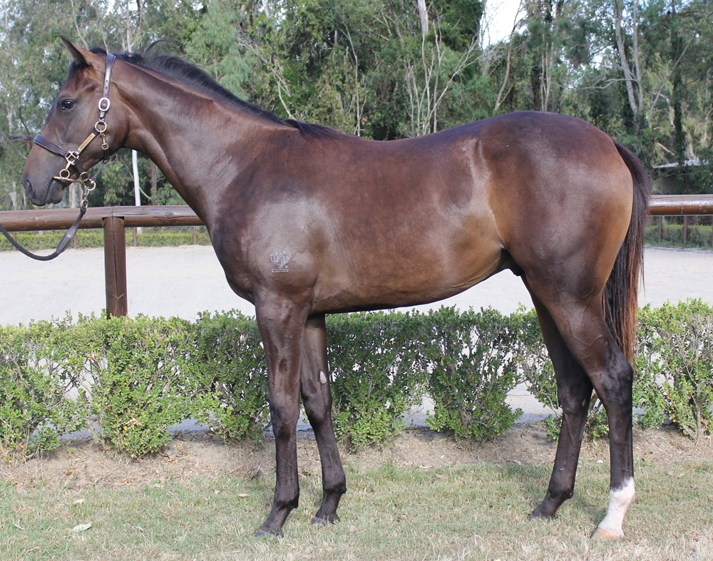 Jonker (AUS) / You Would Think (AUS) 2023 Colt - Image 1