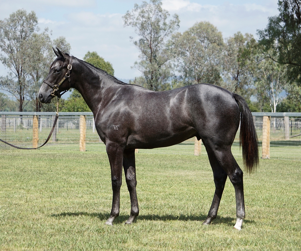 D'Argento (AUS) / Madam Oaks (AUS) 2023 Colt - Image 1