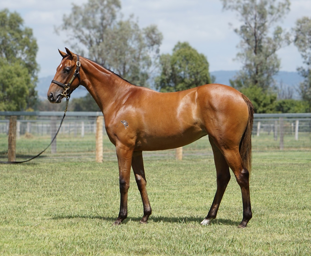 Farnan (AUS) / Nicky's Brown Miss (USA) 2023 Filly - Image 1