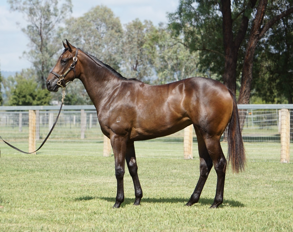 So You Think (NZ) / Ruud As (NZ) 2023 Filly - Image 1