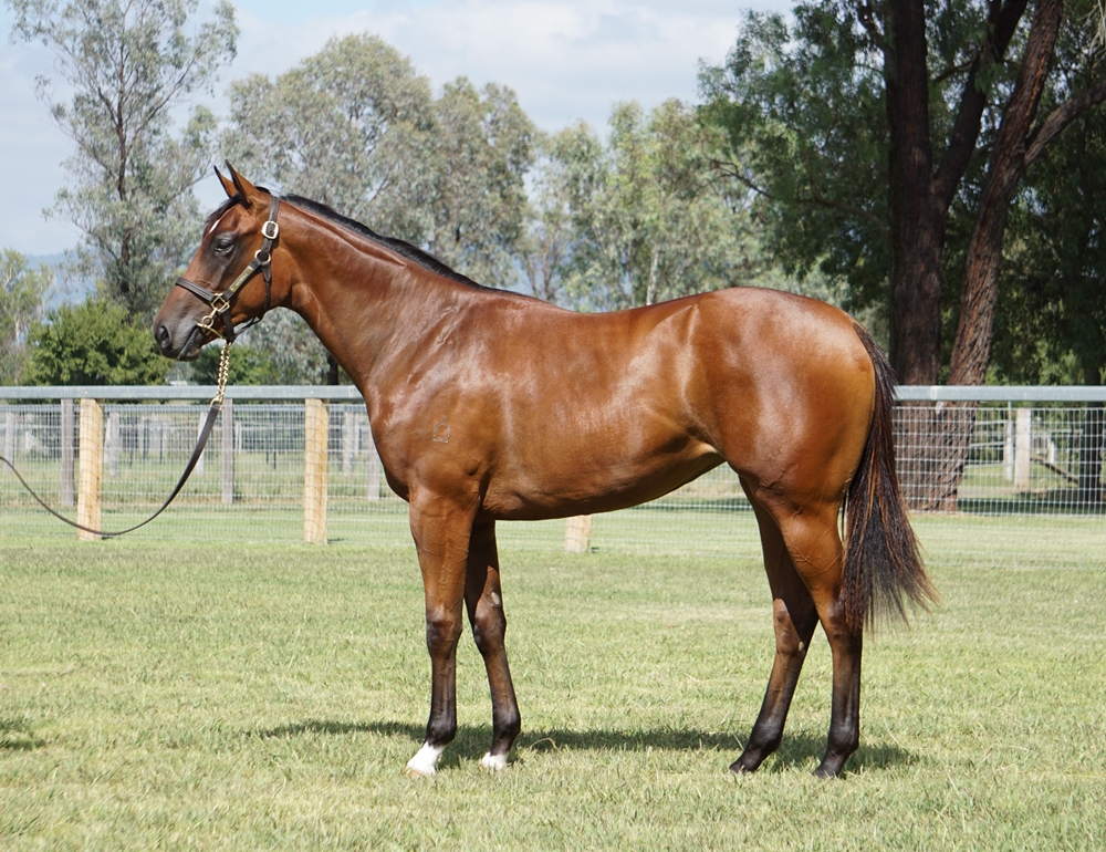 Star Turn (AUS) / Cook Straight (NZ) 2023 Filly - Image 1