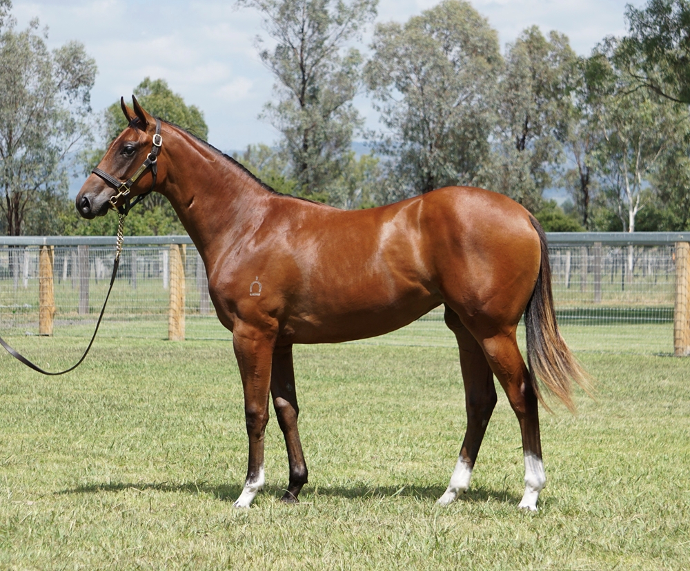 Microphone (AUS) / Fulmina (AUS) 2023 Filly - Image 1