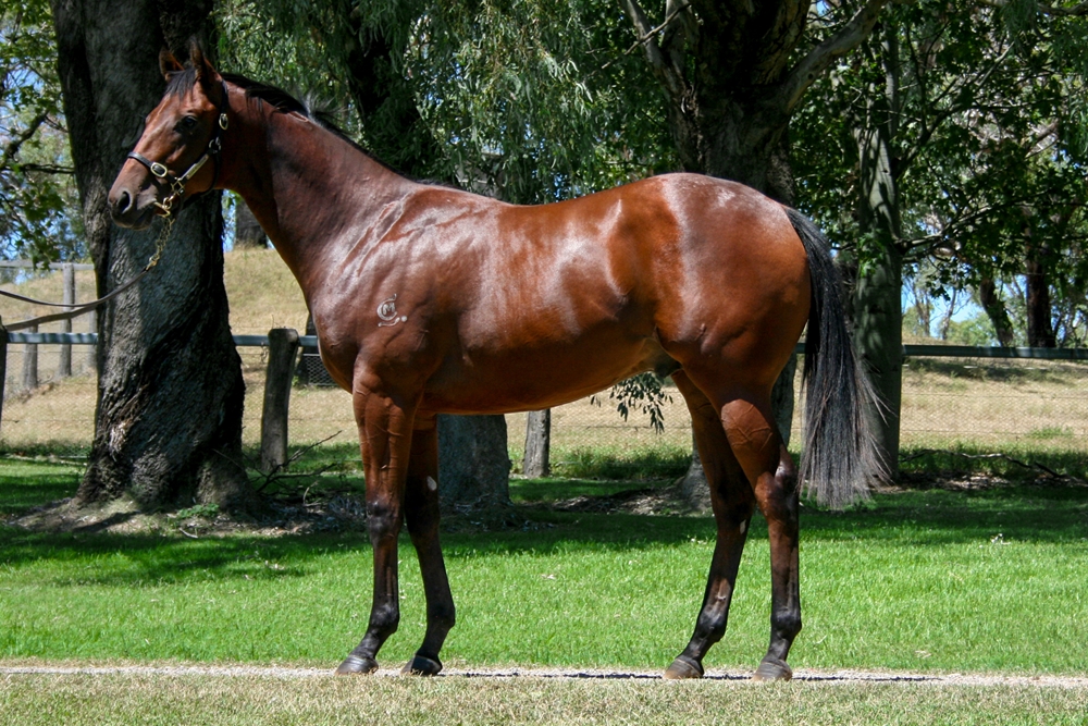 Worthy Cause (AUS) / Beeby Gem (AUS) 2023 Colt - Image 1