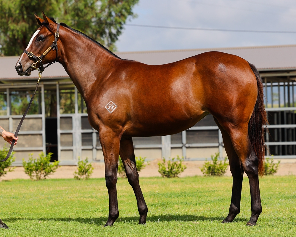 Maurice (JPN) / Our Josephina (NZ) 2023 Filly - Image 1