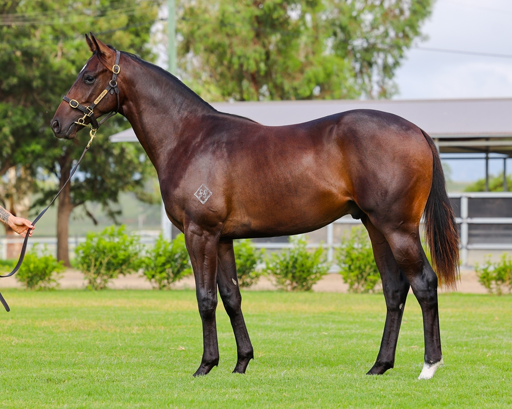 Captivant (AUS) / So Tempted (AUS) 2023 Colt - Image 1