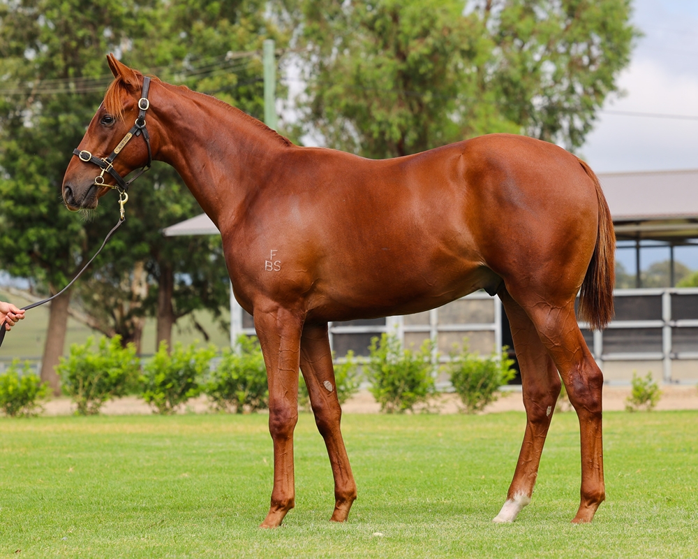 Harry Angel (IRE) / Annalysium (NZ) 2023 Colt - Image 1