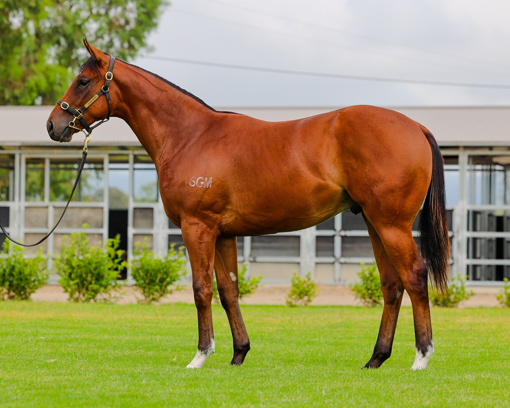 Zousain (AUS) / High Beam (AUS) 2023 Colt - Image 1